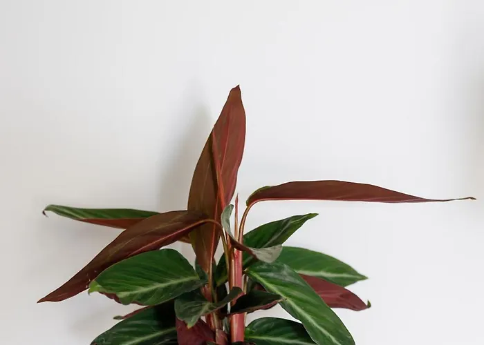 Harbour View Daire Ermoupoli